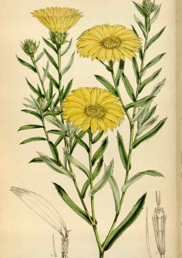 Reproducción/Reproduction 35009695020: Curtis's botanical magazine.. London ; New York [etc.] :Academic Press [etc.]