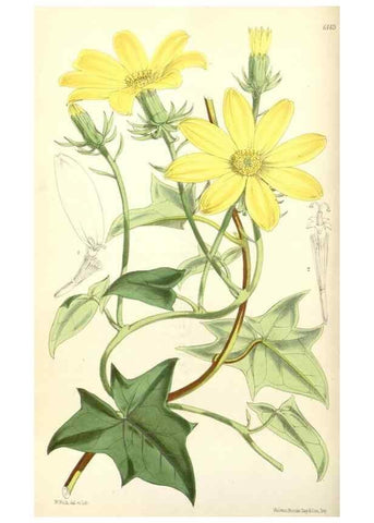 Reproducción/Reproduction 34553563264: Curtis's botanical magazine.. London ; New York [etc.] :Academic Press [etc.]