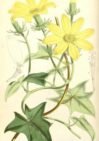Reproducción/Reproduction 34553563264: Curtis's botanical magazine.. London ; New York [etc.] :Academic Press [etc.]