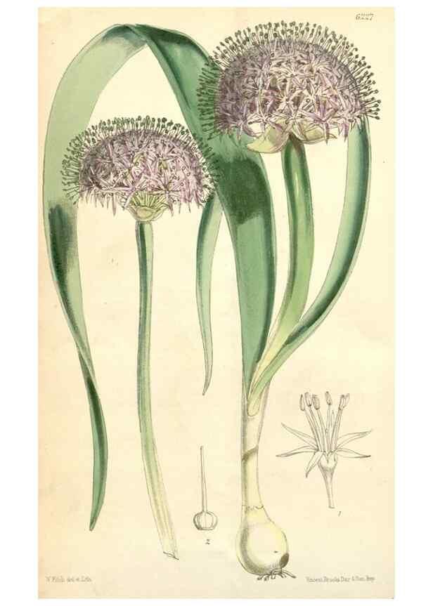 Reproducción/Reproduction 35396255425: Curtis's botanical magazine.. London ; New York [etc.] :Academic Press [etc.]