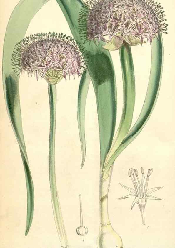 Reproducción/Reproduction 35396255425: Curtis's botanical magazine.. London ; New York [etc.] :Academic Press [etc.]