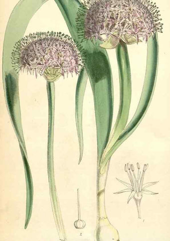 Reproducción/Reproduction 35396255425: Curtis's botanical magazine.. London ; New York [etc.] :Academic Press [etc.]