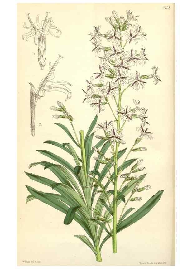 Reproducción/Reproduction 34553864294: Curtis's botanical magazine.. London ; New York [etc.] :Academic Press [etc.]