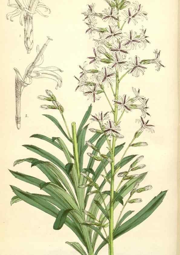 Reproducción/Reproduction 34553864294: Curtis's botanical magazine.. London ; New York [etc.] :Academic Press [etc.]