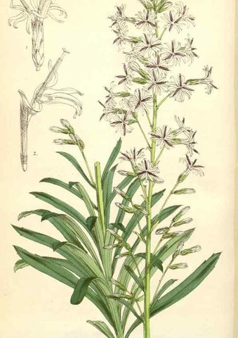 Reproducción/Reproduction 34553864294: Curtis's botanical magazine.. London ; New York [etc.] :Academic Press [etc.]