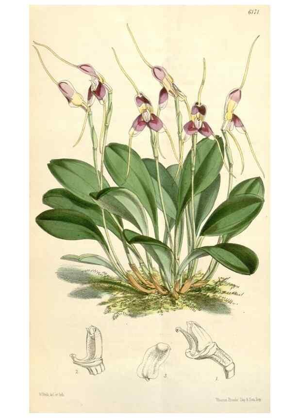 Reproducción/Reproduction 35009282840: Curtis's botanical magazine.. London ; New York [etc.] :Academic Press [etc.]