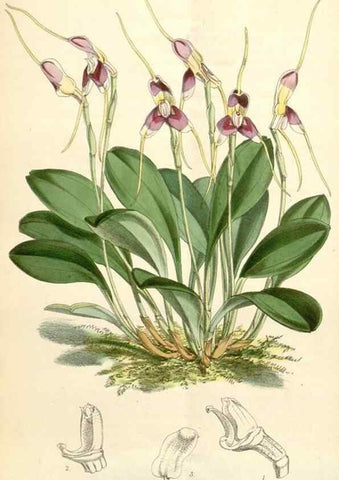 Reproducción/Reproduction 35009282840: Curtis's botanical magazine.. London ; New York [etc.] :Academic Press [etc.]