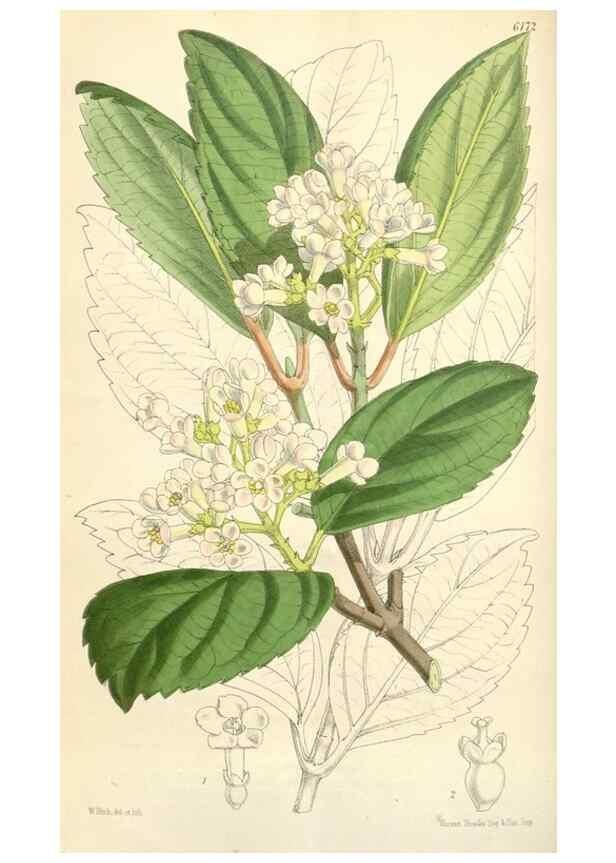 Reproducción/Reproduction 35009284640: Curtis's botanical magazine.. London ; New York [etc.] :Academic Press [etc.]