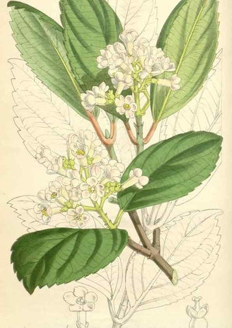 Reproducción/Reproduction 35009284640: Curtis's botanical magazine.. London ; New York [etc.] :Academic Press [etc.]