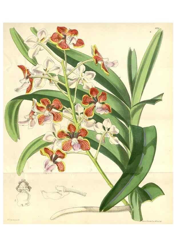 Reproducción/Reproduction 35009285490: Curtis's botanical magazine.. London ; New York [etc.] :Academic Press [etc.]