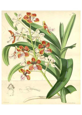 Reproducción/Reproduction 35009285490: Curtis's botanical magazine.. London ; New York [etc.] :Academic Press [etc.]