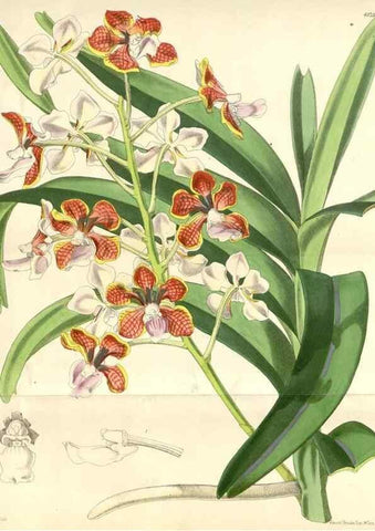 Reproducción/Reproduction 35009285490: Curtis's botanical magazine.. London ; New York [etc.] :Academic Press [etc.]