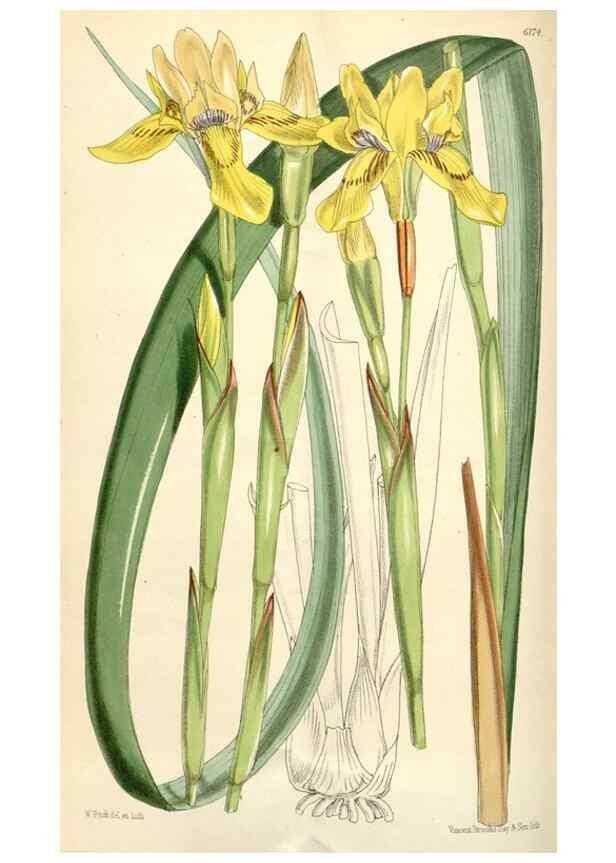 Reproducción/Reproduction 35396024945: Curtis's botanical magazine.. London ; New York [etc.] :Academic Press [etc.]