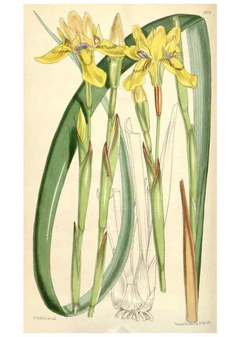 Reproducción/Reproduction 35396024945: Curtis's botanical magazine.. London ; New York [etc.] :Academic Press [etc.]