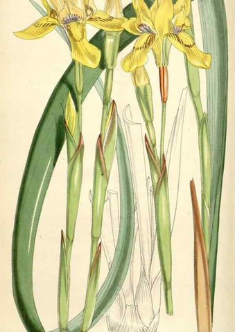 Reproducción/Reproduction 35396024945: Curtis's botanical magazine.. London ; New York [etc.] :Academic Press [etc.]