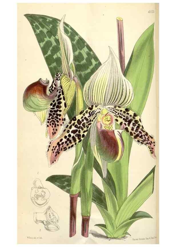 Reproducción/Reproduction 35009289780: Curtis's botanical magazine.. London ; New York [etc.] :Academic Press [etc.]
