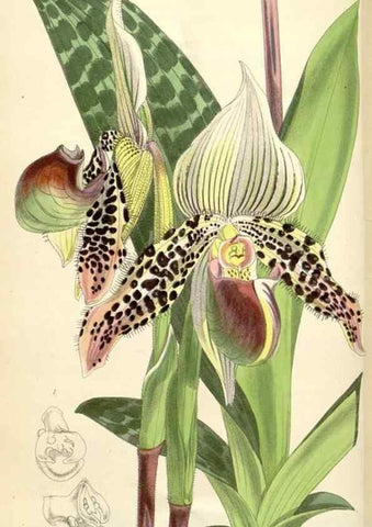 Reproducción/Reproduction 35009289780: Curtis's botanical magazine.. London ; New York [etc.] :Academic Press [etc.]
