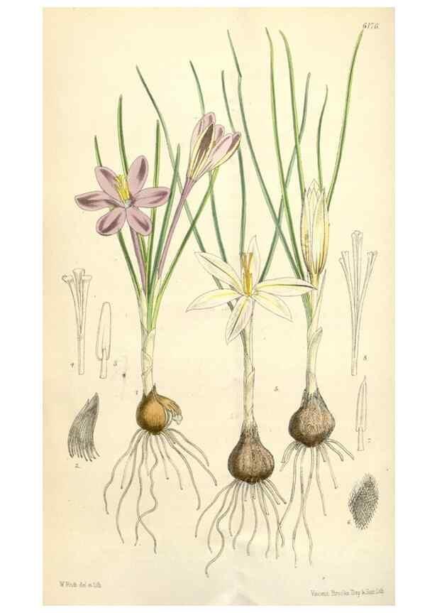 Reproducción/Reproduction 34586666203: Curtis's botanical magazine.. London ; New York [etc.] :Academic Press [etc.]