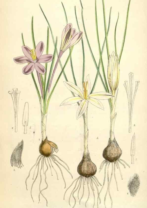 Reproducción/Reproduction 34586666203: Curtis's botanical magazine.. London ; New York [etc.] :Academic Press [etc.]
