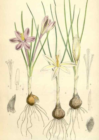 Reproducción/Reproduction 34586666203: Curtis's botanical magazine.. London ; New York [etc.] :Academic Press [etc.]