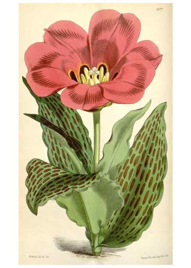 Reproducción/Reproduction 34586668293: Curtis's botanical magazine.. London ; New York [etc.] :Academic Press [etc.]