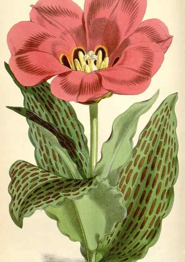 Reproducción/Reproduction 34586668293: Curtis's botanical magazine.. London ; New York [etc.] :Academic Press [etc.]
