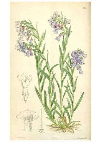 Reproducción/Reproduction 34586670443: Curtis's botanical magazine.. London ; New York [etc.] :Academic Press [etc.]