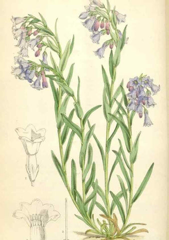 Reproducción/Reproduction 34586670443: Curtis's botanical magazine.. London ; New York [etc.] :Academic Press [etc.]