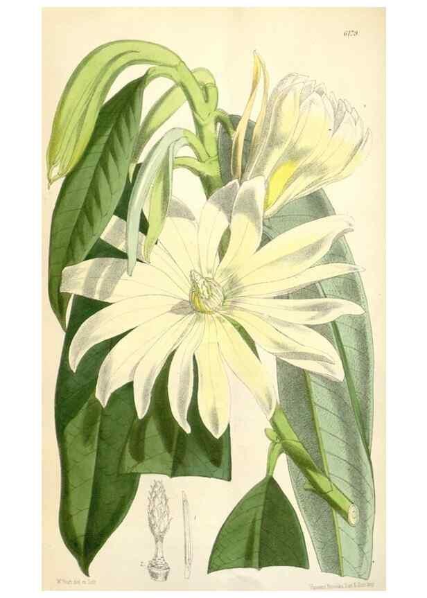 Reproducción/Reproduction 34586672323: Curtis's botanical magazine.. London ; New York [etc.] :Academic Press [etc.]