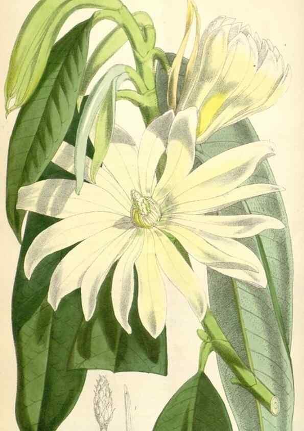 Reproducción/Reproduction 34586672323: Curtis's botanical magazine.. London ; New York [etc.] :Academic Press [etc.]