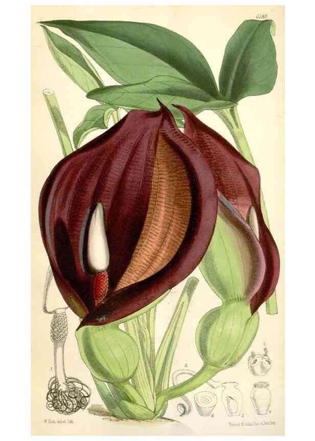 Reproducción/Reproduction 35356942736: Curtis's botanical magazine.. London ; New York [etc.] :Academic Press [etc.]