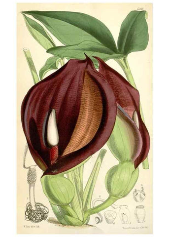 Reproducción/Reproduction 35356942736: Curtis's botanical magazine.. London ; New York [etc.] :Academic Press [etc.]