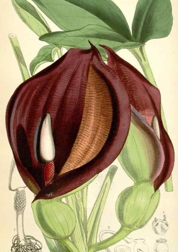 Reproducción/Reproduction 35356942736: Curtis's botanical magazine.. London ; New York [etc.] :Academic Press [etc.]