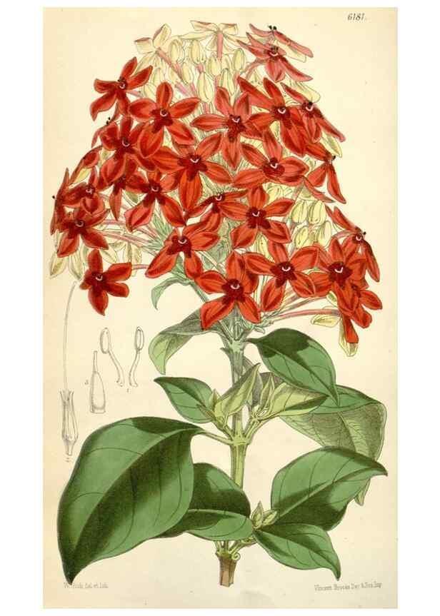 Reproducción/Reproduction 35356944556: Curtis's botanical magazine.. London ; New York [etc.] :Academic Press [etc.]