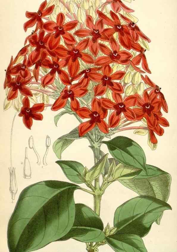 Reproducción/Reproduction 35356944556: Curtis's botanical magazine.. London ; New York [etc.] :Academic Press [etc.]