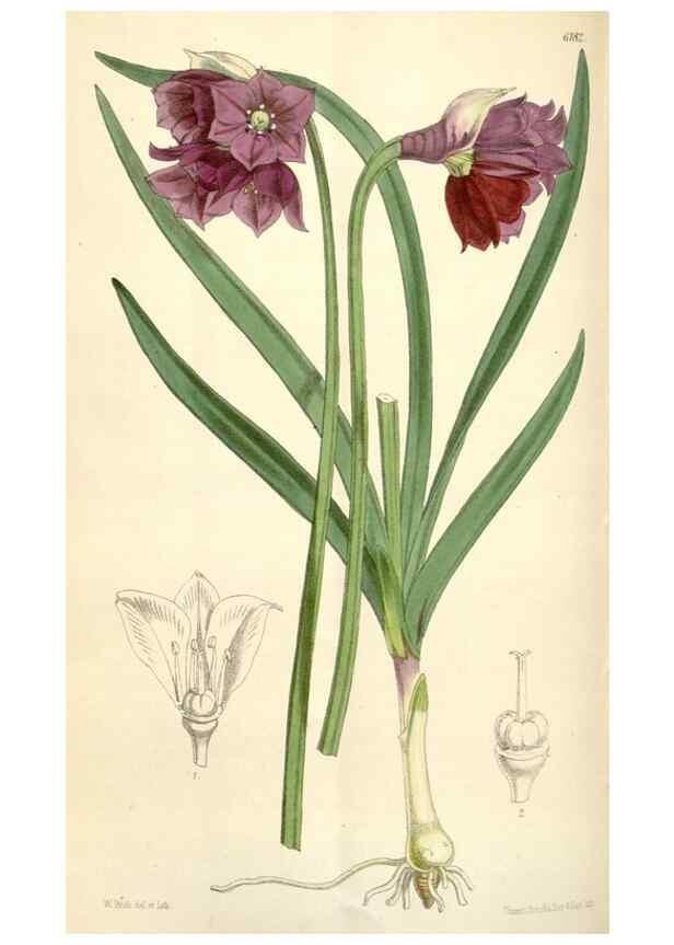 Reproducción/Reproduction 35229782782: Curtis's botanical magazine.. London ; New York [etc.] :Academic Press [etc.]