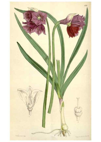 Reproducción/Reproduction 35229782782: Curtis's botanical magazine.. London ; New York [etc.] :Academic Press [etc.]