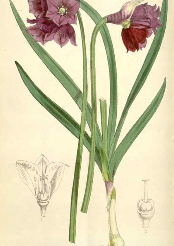 Reproducción/Reproduction 35229782782: Curtis's botanical magazine.. London ; New York [etc.] :Academic Press [etc.]