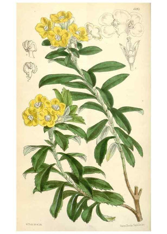 Reproducción/Reproduction 35229785172: Curtis's botanical magazine.. London ; New York [etc.] :Academic Press [etc.]