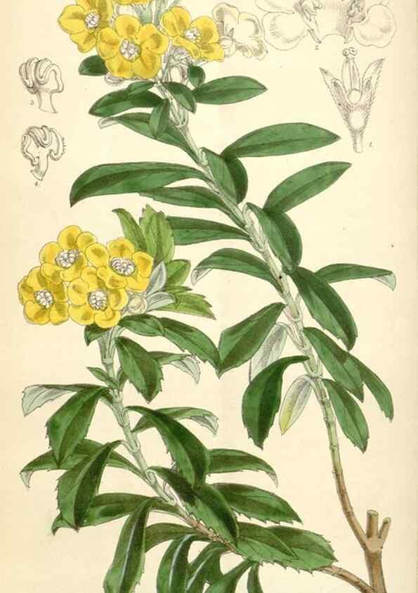 Reproducción/Reproduction 35229785172: Curtis's botanical magazine.. London ; New York [etc.] :Academic Press [etc.]