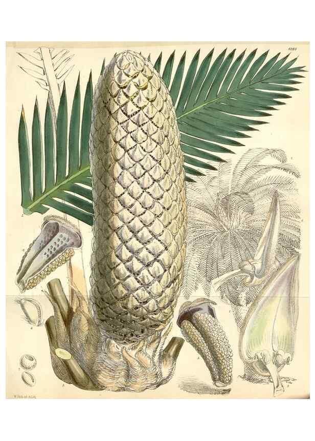 Reproducción/Reproduction 35356951696: Curtis's botanical magazine.. London ; New York [etc.] :Academic Press [etc.]