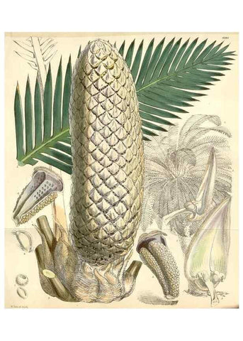 Reproducción/Reproduction 35356951696: Curtis's botanical magazine.. London ; New York [etc.] :Academic Press [etc.]