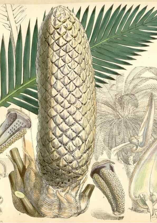 Reproducción/Reproduction 35356951696: Curtis's botanical magazine.. London ; New York [etc.] :Academic Press [etc.]