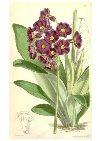 Reproducción/Reproduction 35009317730: Curtis's botanical magazine.. London ; New York [etc.] :Academic Press [etc.]