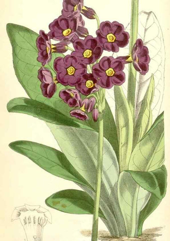 Reproducción/Reproduction 35009317730: Curtis's botanical magazine.. London ; New York [etc.] :Academic Press [etc.]