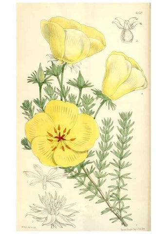 Reproducción/Reproduction 34553603084: Curtis's botanical magazine.. London ; New York [etc.] :Academic Press [etc.]