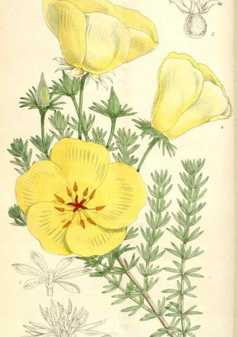 Reproducción/Reproduction 34553603084: Curtis's botanical magazine.. London ; New York [etc.] :Academic Press [etc.]