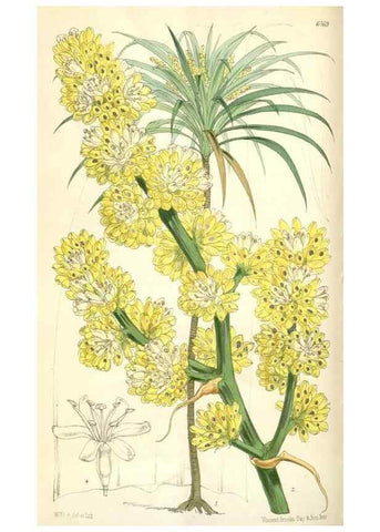 Reproducción/Reproduction 34553599914: Curtis's botanical magazine.. London ; New York [etc.] :Academic Press [etc.]