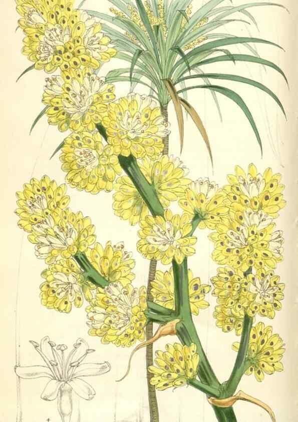 Reproducción/Reproduction 34553599914: Curtis's botanical magazine.. London ; New York [etc.] :Academic Press [etc.]