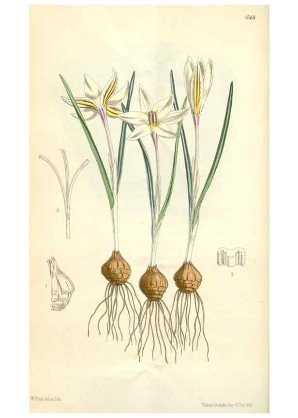 Reproducción/Reproduction 34586642263: Curtis's botanical magazine.. London ; New York [etc.] :Academic Press [etc.]